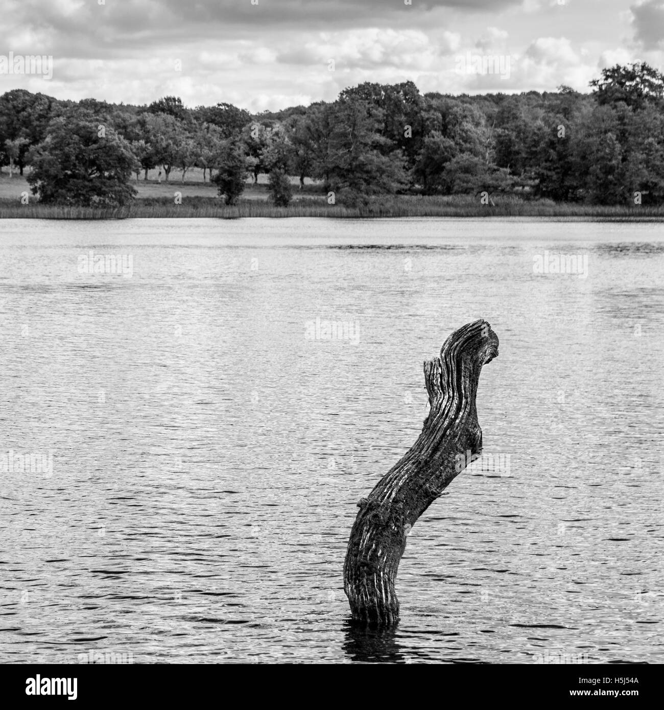 Gnarly vieille souche d'arbre sortant de l'eau sur un lac communiqué de modèle : N° des biens : Non. Banque D'Images