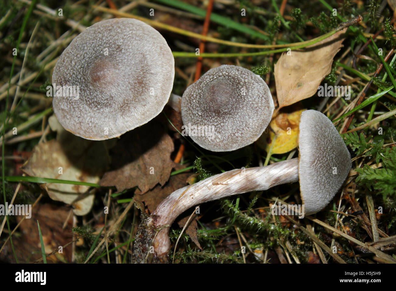Frosty Cortinarius hemitrichus Webcap Banque D'Images