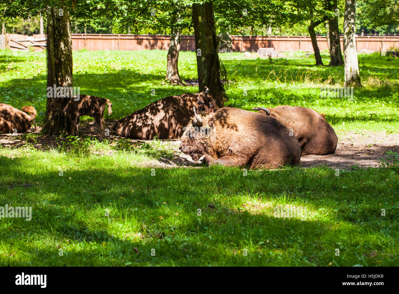 Les bisons sont dans le parc national de Bialowieza Banque D'Images