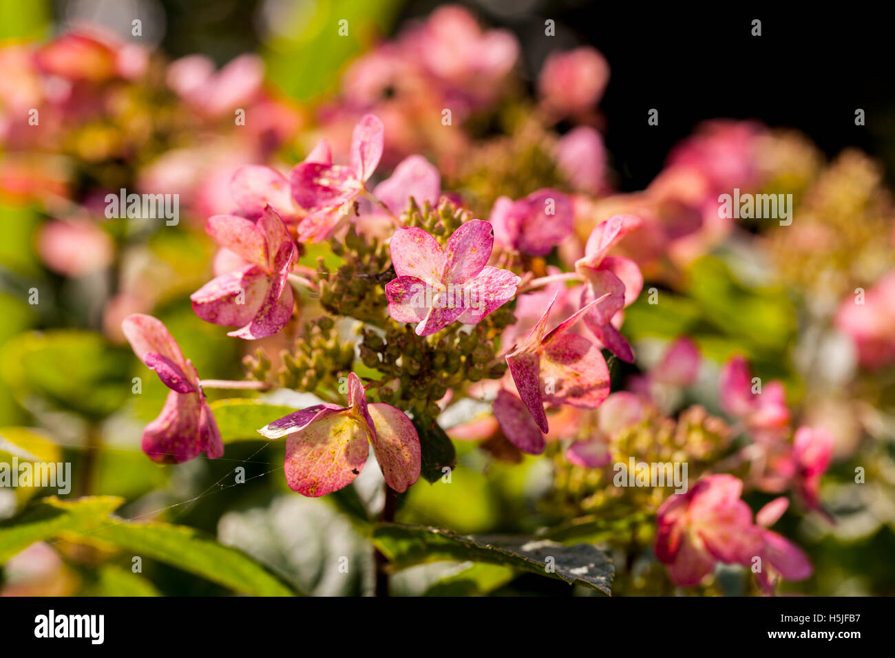 Les fleurs rouges sur un arbre Banque D'Images