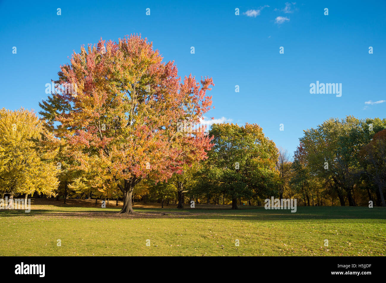 Érable dans couleurs d'automne sur le Mont-Royal à Montréal, Canada. Banque D'Images