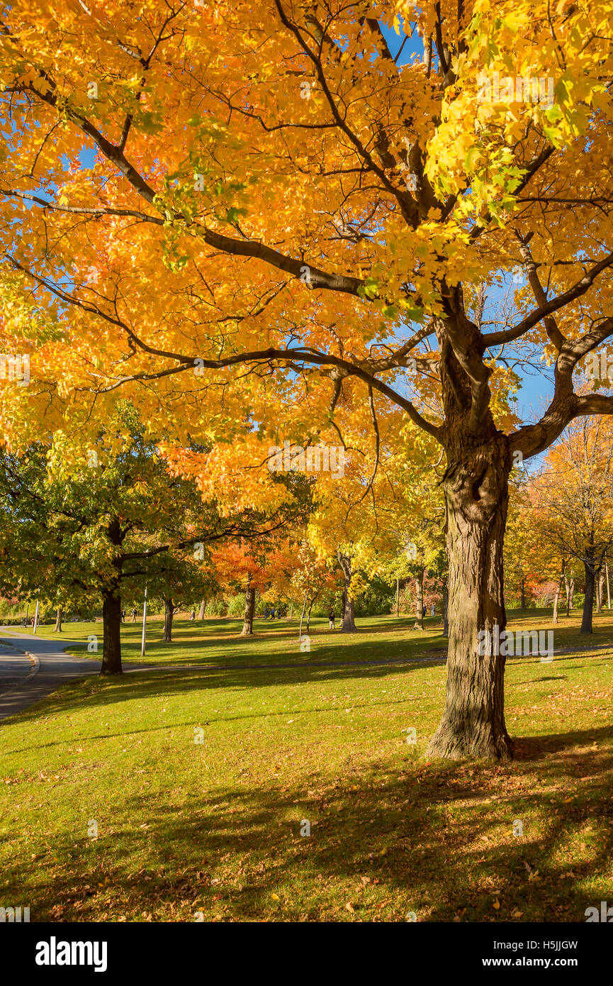 Érable dans couleurs d'automne sur le Mont-Royal à Montréal, Canada. Banque D'Images