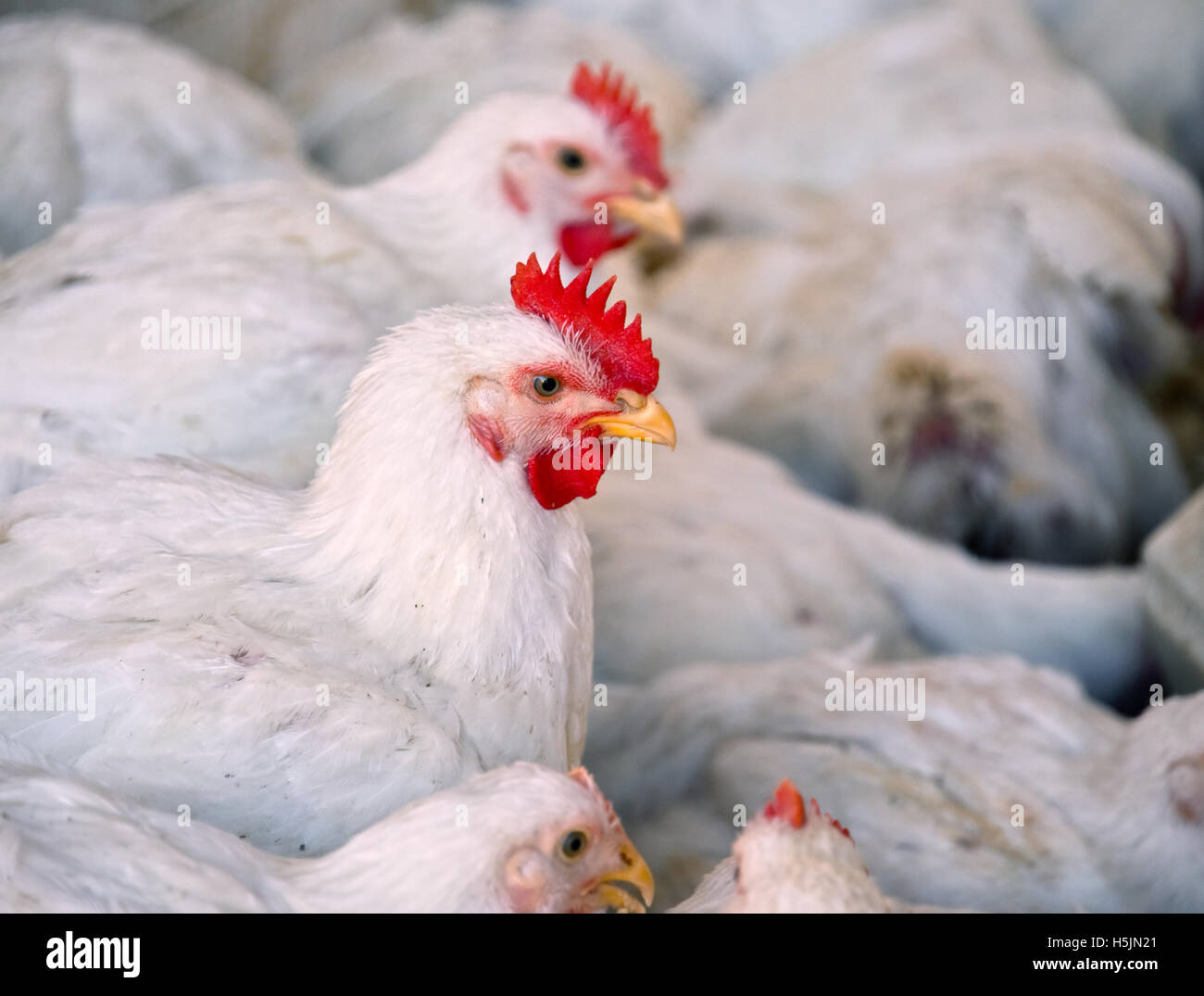 Les jeunes poulets dans une ferme de volailles. Banque D'Images