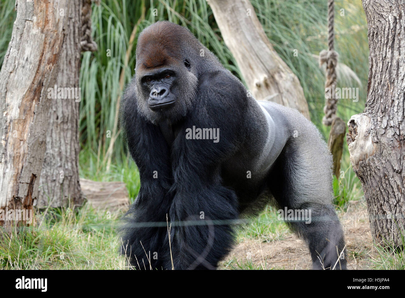 Silverback gorilla, Kumbuka, dans son enclos au ZSL Zoo de Londres à la suite de son 'des opportunistes s'échapper par deux portes déverrouillées dans un couloir où un gardien travaillait le 13 octobre. Banque D'Images