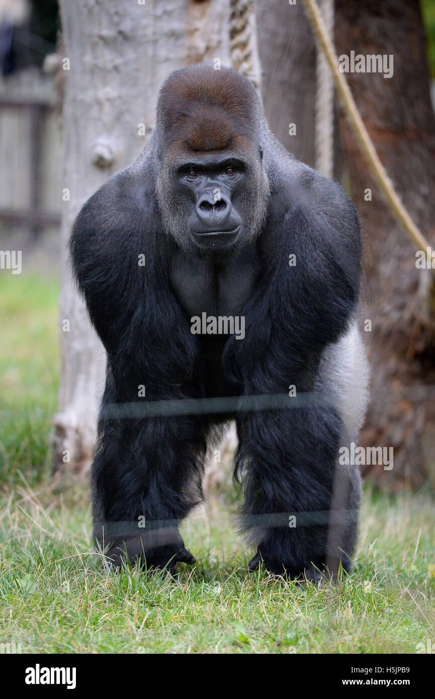 Silverback gorilla, Kumbuka, dans son enclos au ZSL Zoo de Londres à la suite de son 'des opportunistes s'échapper par deux portes déverrouillées dans un couloir où un gardien travaillait le 13 octobre. Banque D'Images