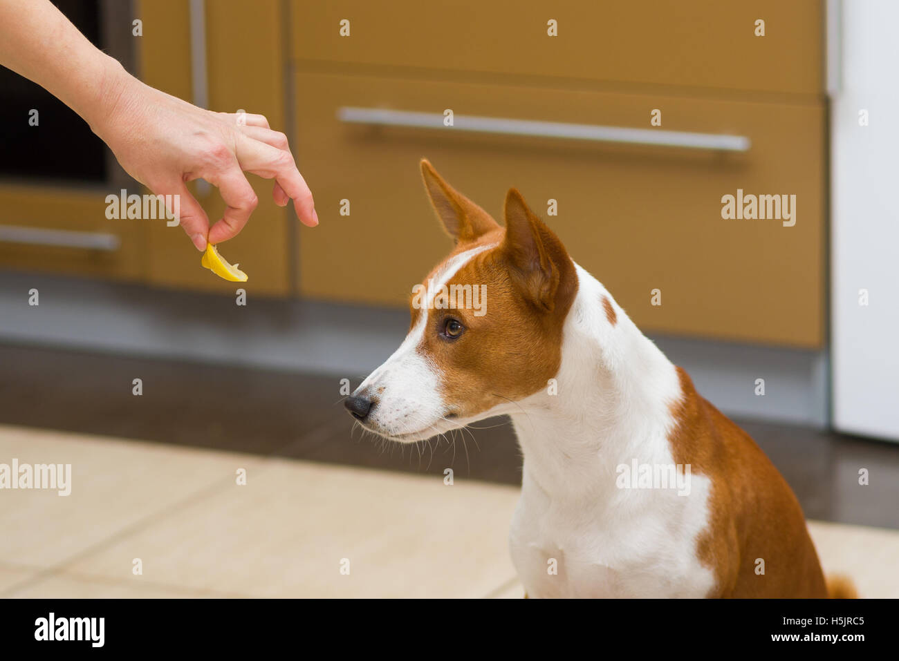 Mignon chien basenji ne veut pas manger citron - c'est étrange l'alimentation humaine Banque D'Images