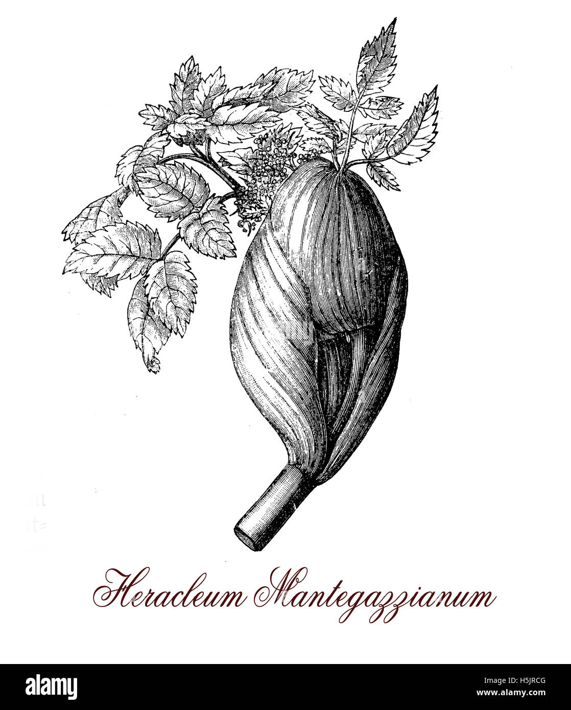 La berce du Caucase aussi connu comme la rhubarbe sauvage est une plante toxique avec capsules de graines et parapluie blanc-comme des fleurs. Banque D'Images