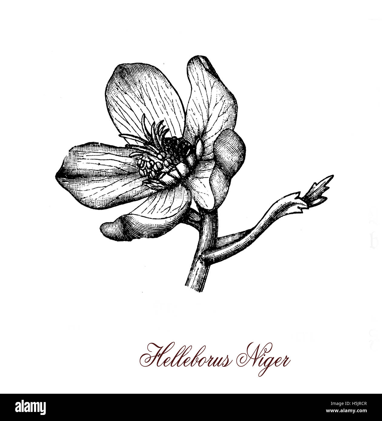 La rose de Noël ou hellébore noir (Helleborus niger) est une espèce de plante vivace de la famille du bouton ( Renonculacées). Populaire comme une décoration de jardin parce qu'il fleurit en hiver profonde, toxiques. Banque D'Images