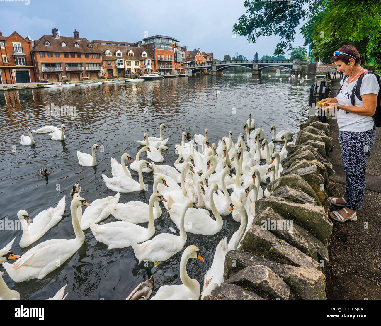 La Grande-Bretagne, l'Angleterre, Berkshire, cygnes sur la Tamise à Windsor Banque D'Images