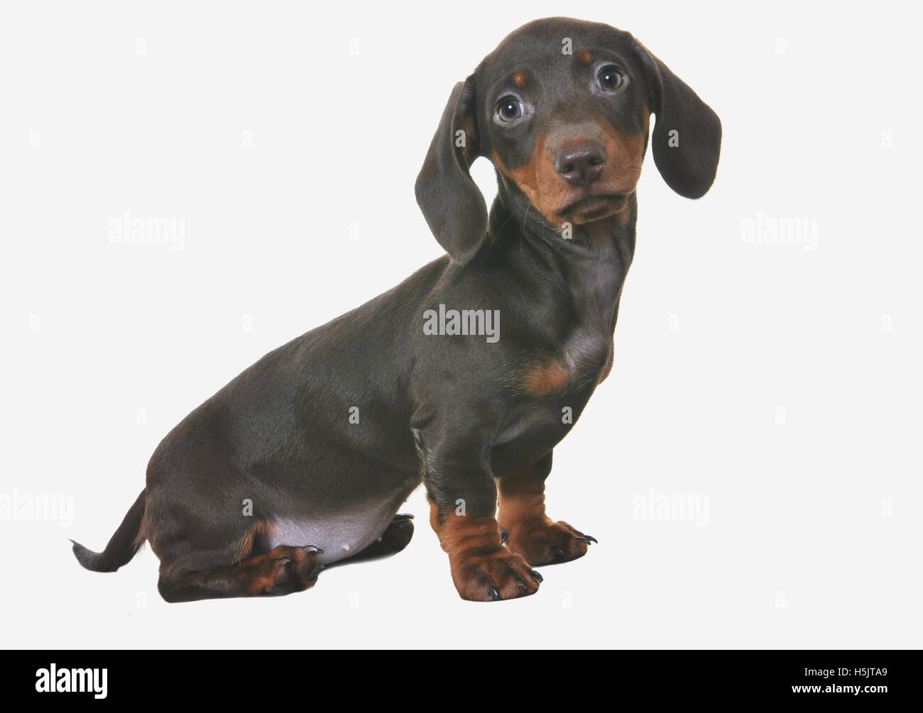 Chiot teckel chien photographié sur un fond blanc dans un studio photographique. Banque D'Images