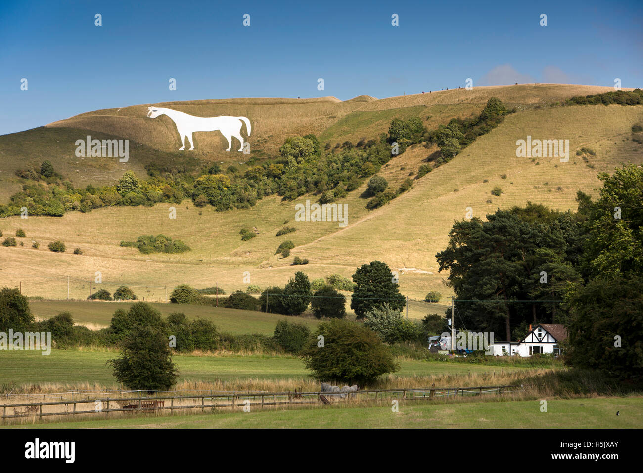 Royaume-uni, Angleterre, la plaine de Salisbury, Wiltshire, Westbury White Horse sur hillside & fort de l'âge du fer Banque D'Images