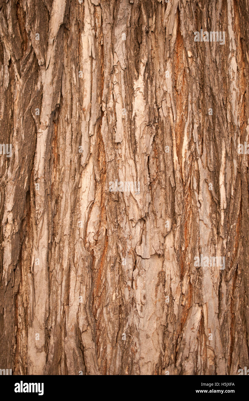 Close up de texture de l'écorce des arbres, bois. Banque D'Images