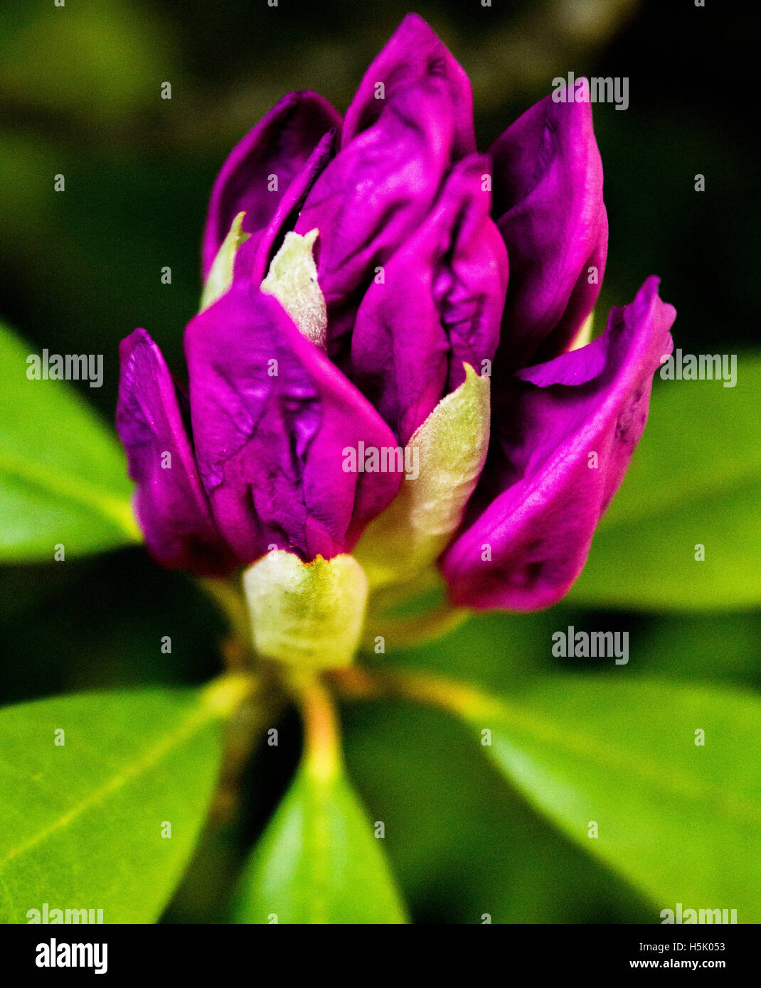 Fleurs du jardin Banque D'Images