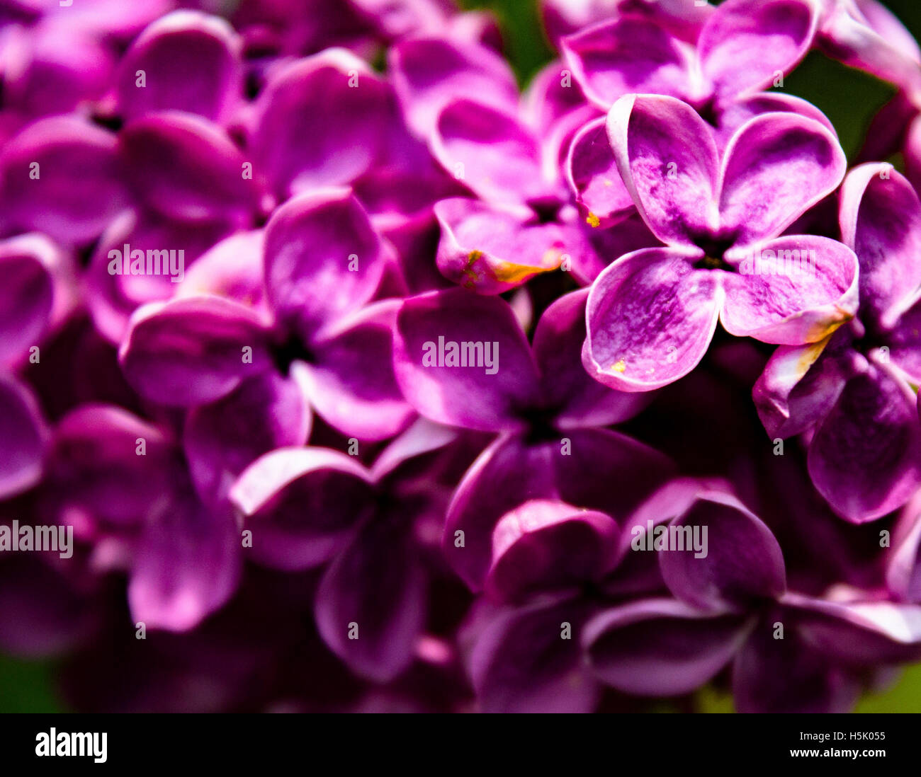 Fleurs du jardin Banque D'Images
