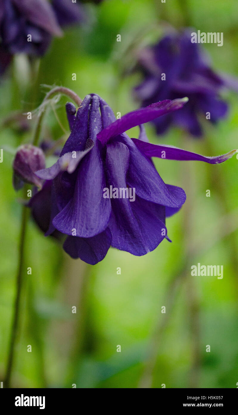Fleurs du jardin Banque D'Images