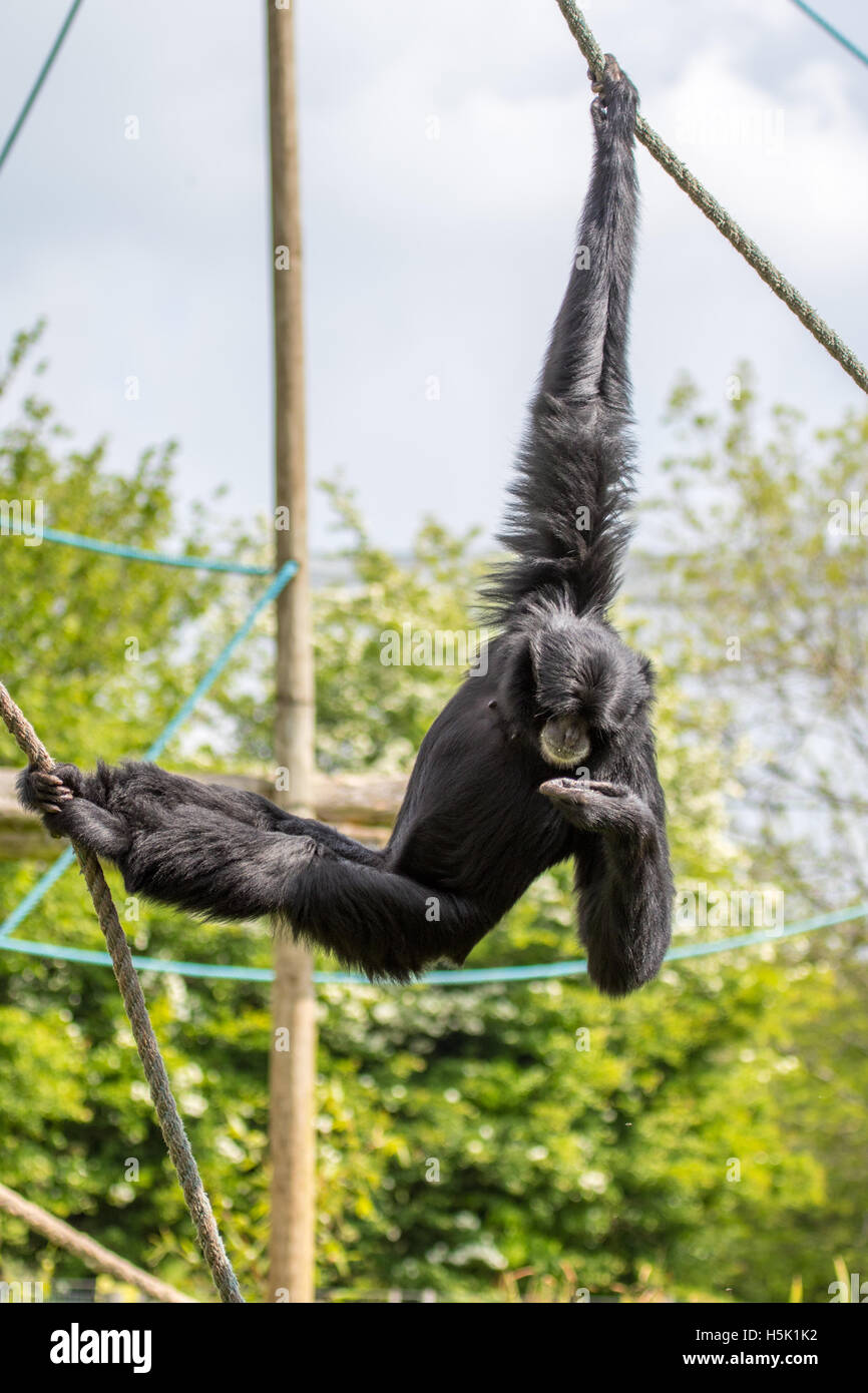 Gibbon Hylobates Lar blanc remis en me regardant Banque D'Images