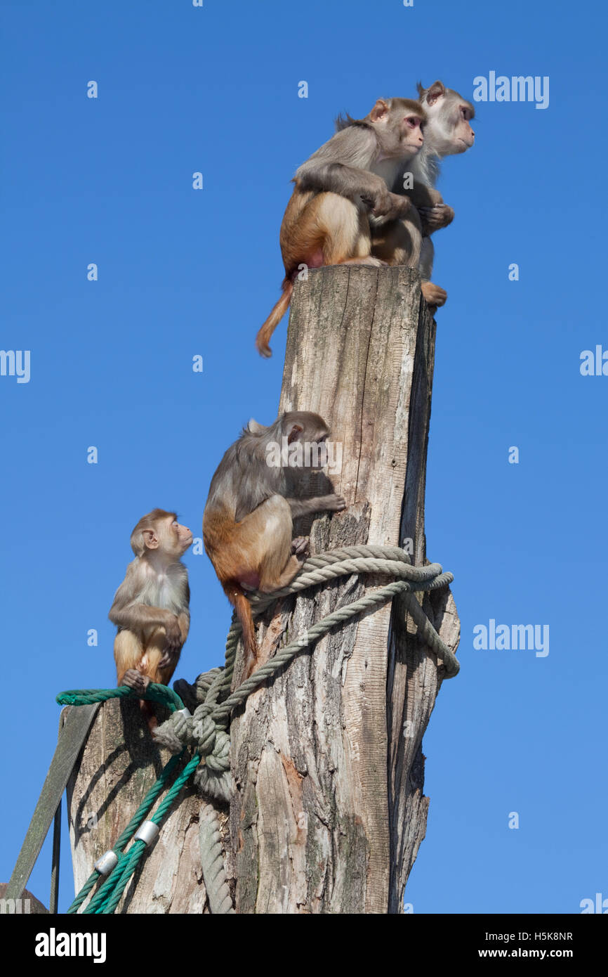 Les macaques rhésus ou des singes Rhésus (Macaca mulatta) Banque D'Images