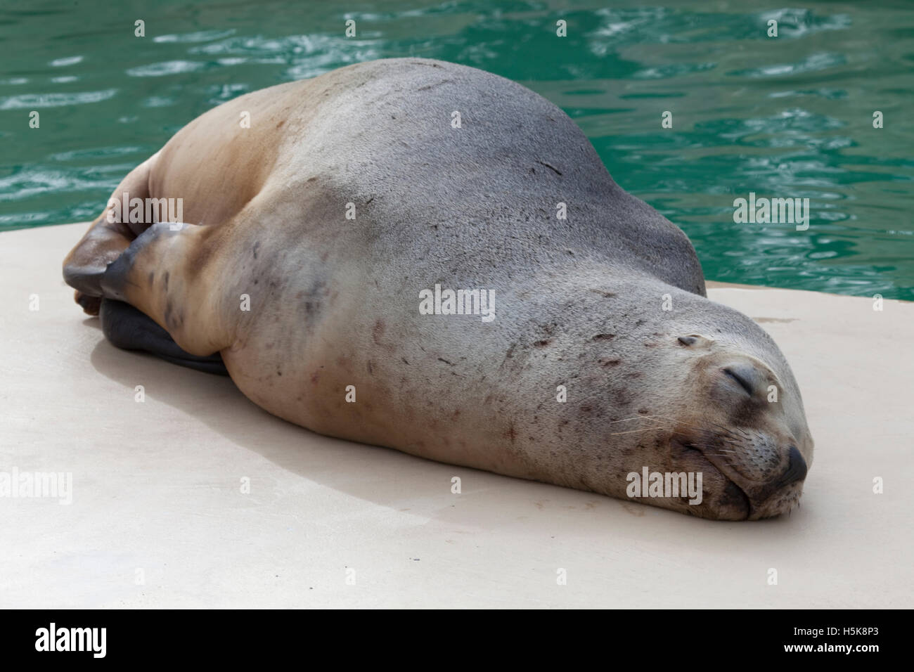 Seal (Phoca vitulina) Banque D'Images