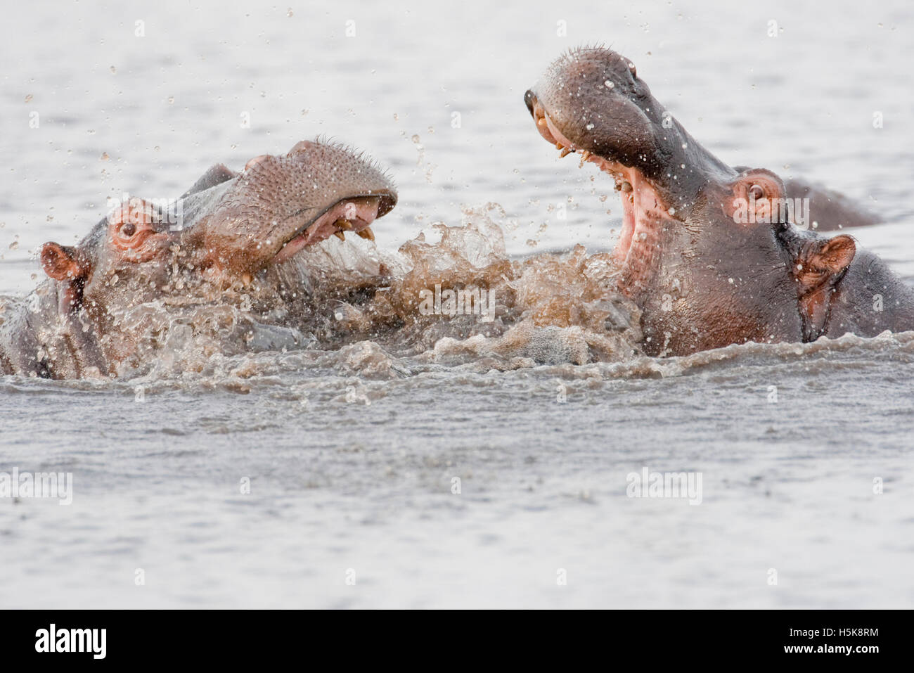 Des hippopotames ou des Hippopotames (Hippopotamus amphibius), Chobe National Park, Botswana, Africa Banque D'Images