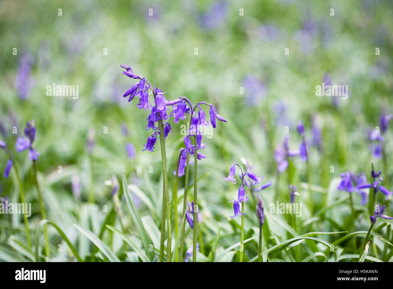Hyacinthoides non scripta. Anglais bluebell flowers. Banque D'Images