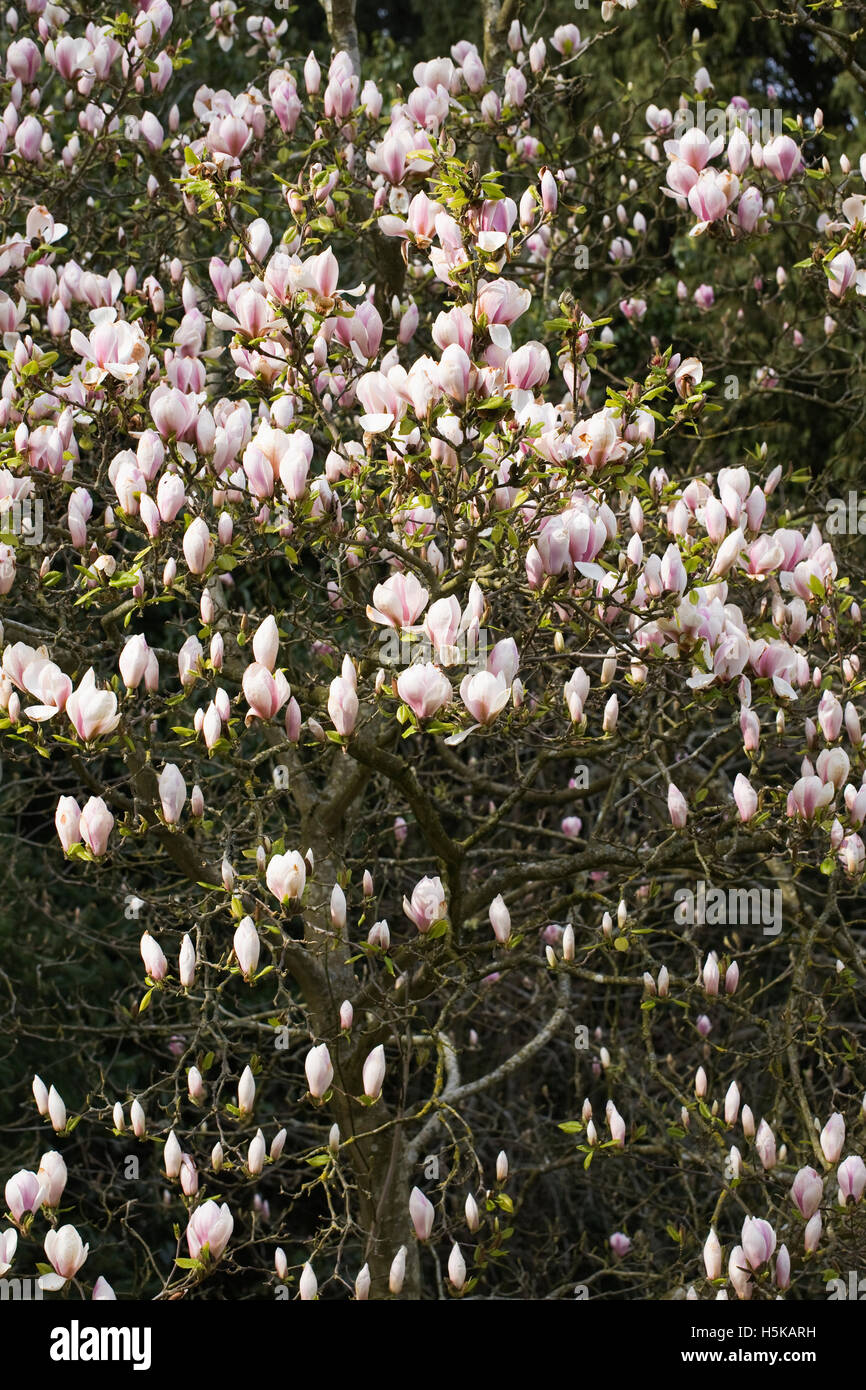 Magnolia 'Treve Holman' fleurs. Banque D'Images
