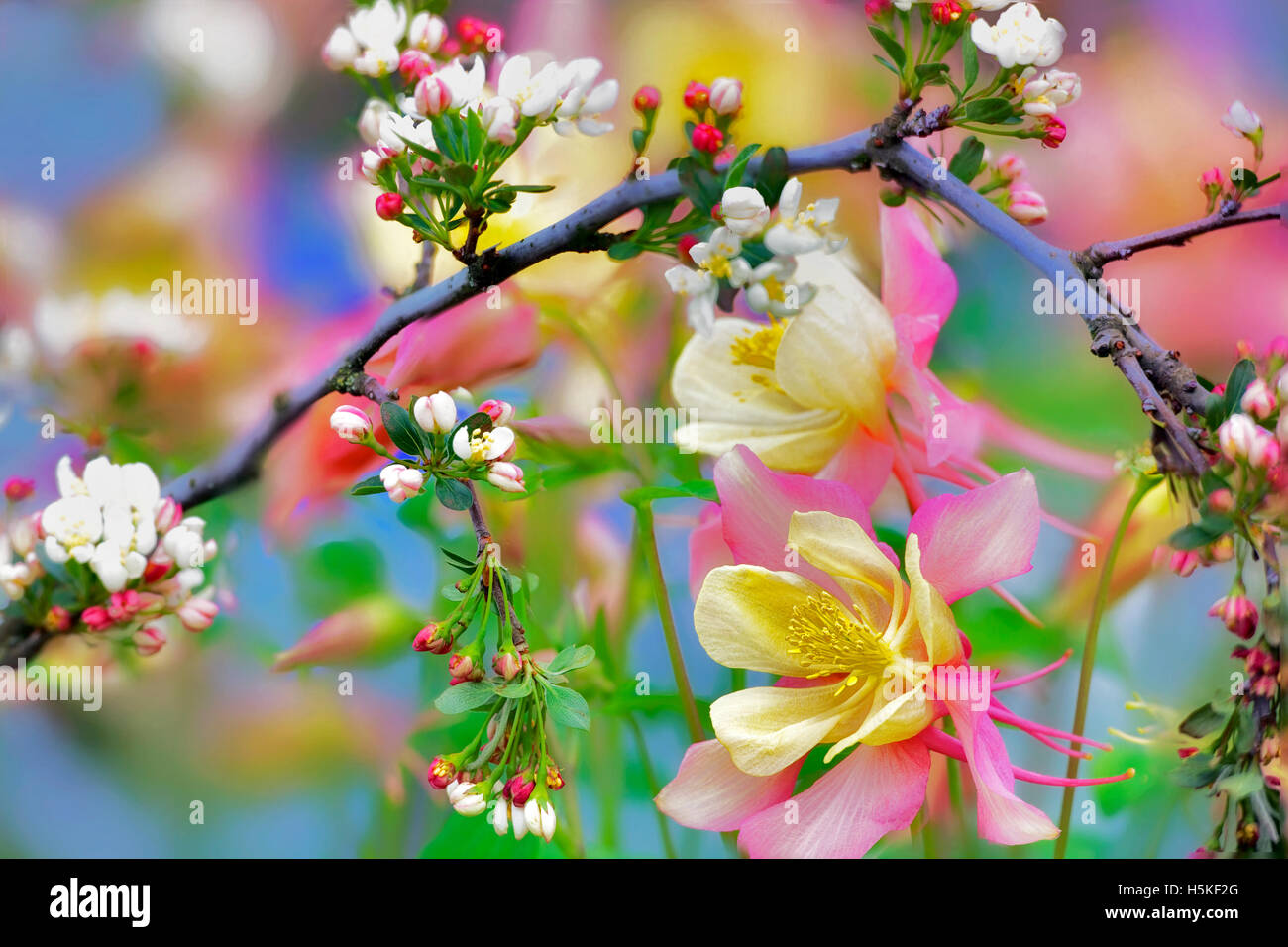 Pommetier (Sargentina Pommetiers à fleurs) avec l'Ancolie (Swan rose et jaune) . Oregon Banque D'Images