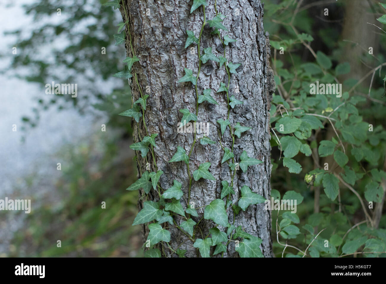 Lierre sur un arbre Banque D'Images