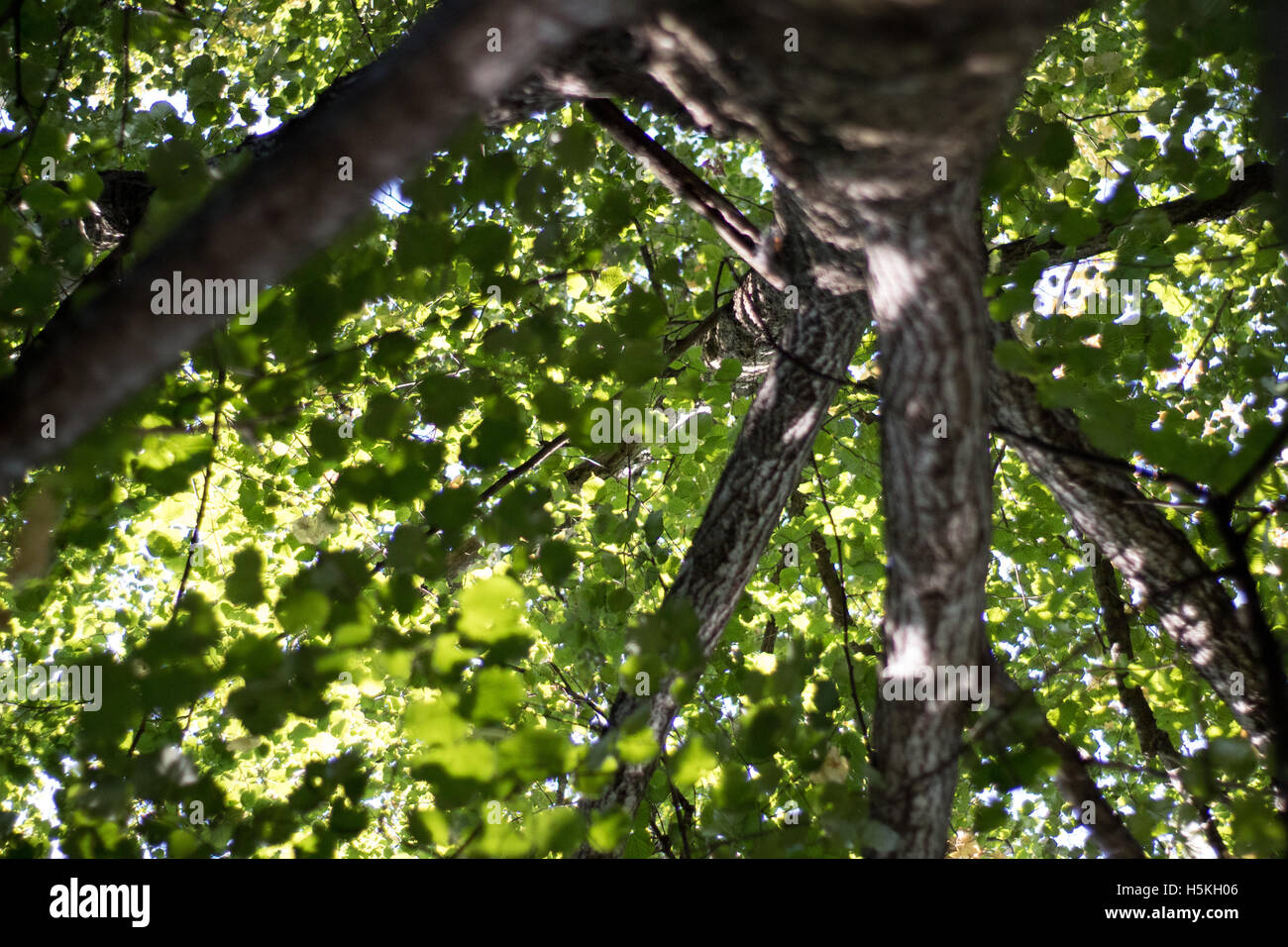 Arbre de la forêt verte Banque D'Images