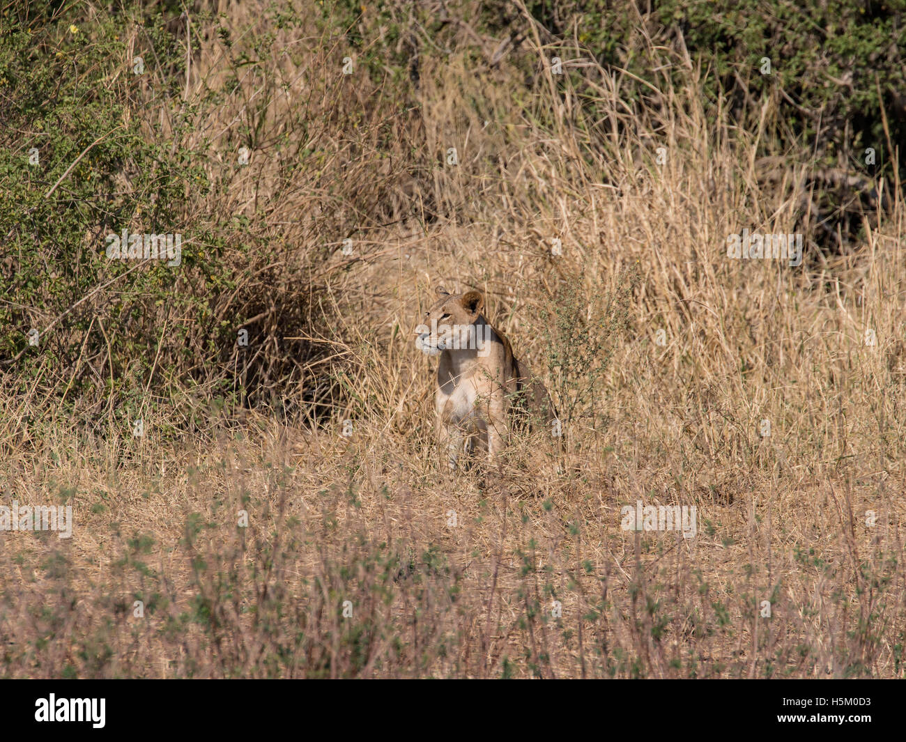 Une lionne dans Parc national de Tarangire, Tanzanie Banque D'Images