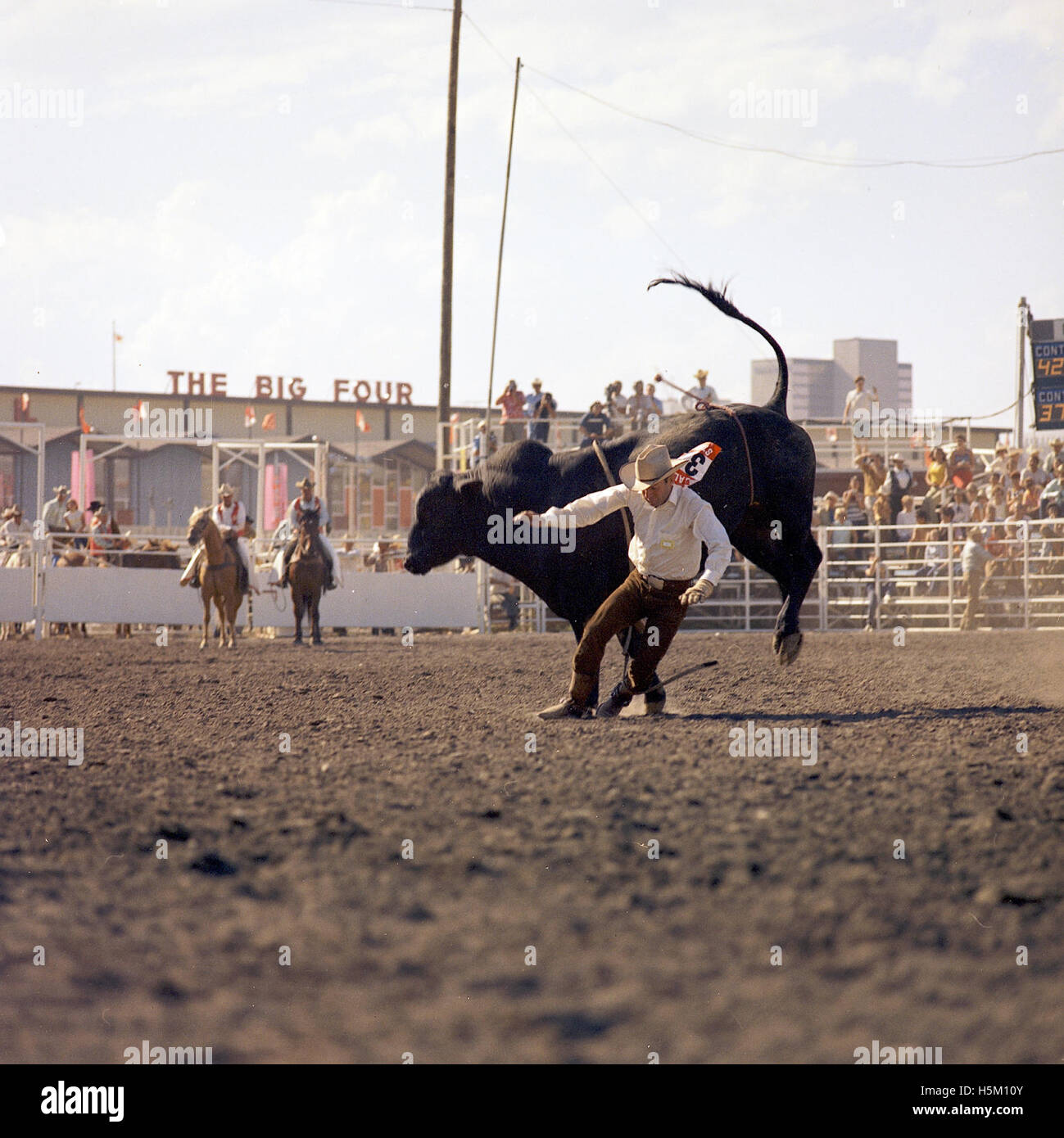 Un cow-boy participe à l'épreuve d'équitation de taureaux au Stampede de Calgary, un rodéo annuel et une exposition à Calgary, Alberta, Canada. Le Stampede de Calgary est connu pour ses épreuves de rodéo à grande échelle, attirant des cow-boys, des athlètes et des spectateurs du monde entier. Banque D'Images
