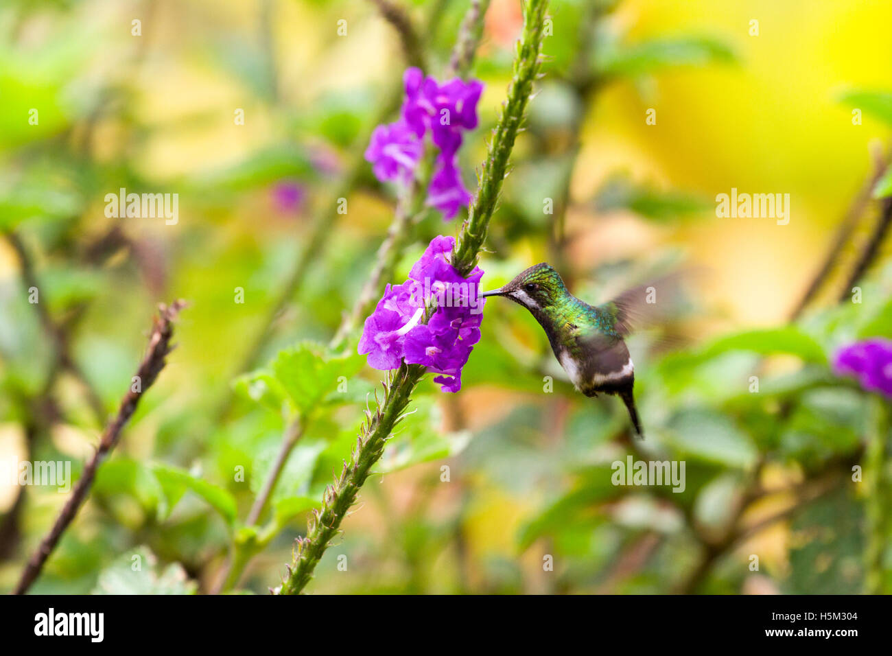 Wire-crested thorntail se nourrissant de nectar Banque D'Images