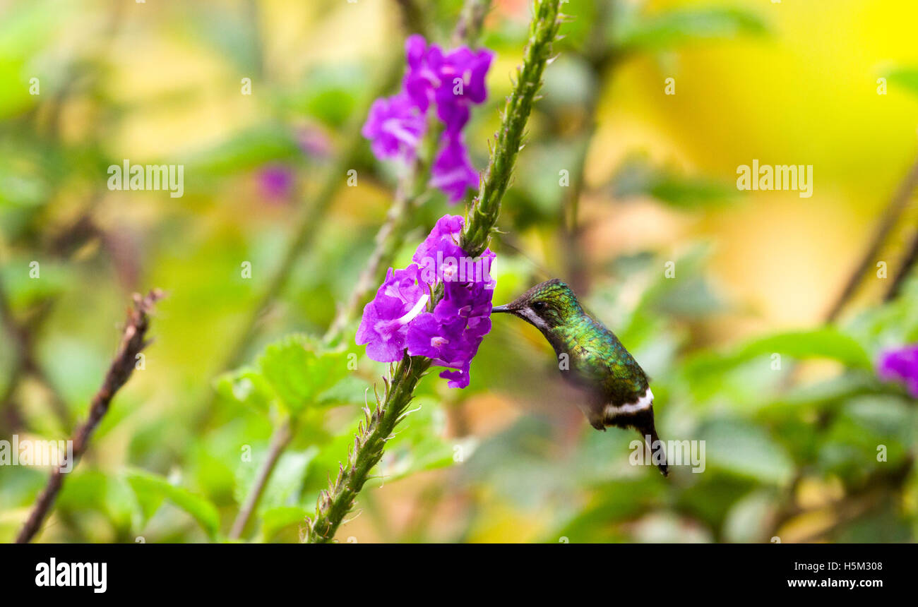 Wire-crested thorntail se nourrissant de nectar Banque D'Images