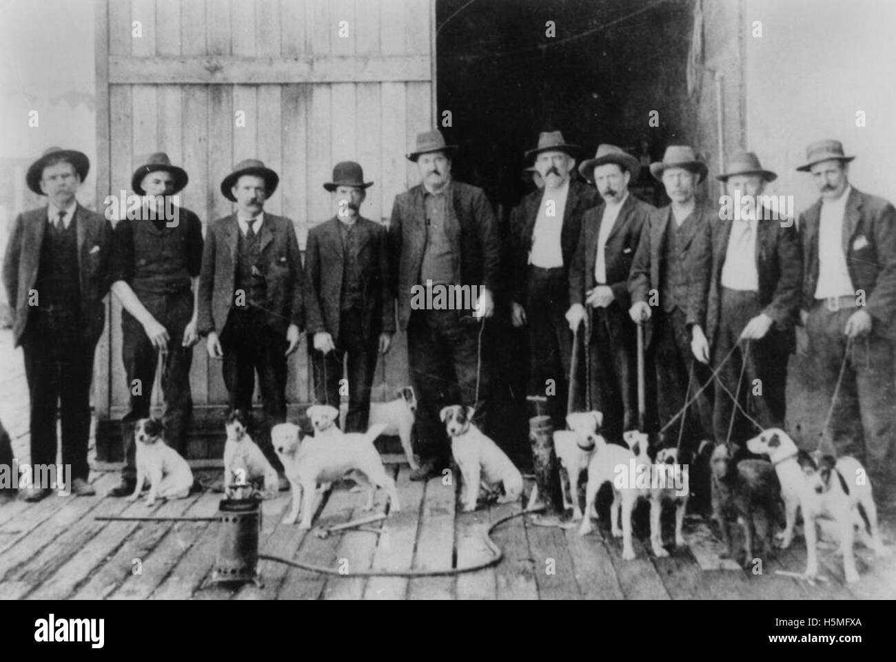 Chiens de rat photographiés avec leurs maîtres vers 1905, probablement dans le cadre des efforts de lutte antiparasitaire ou d'une exposition de chiens de travail au début du XXe siècle. Banque D'Images