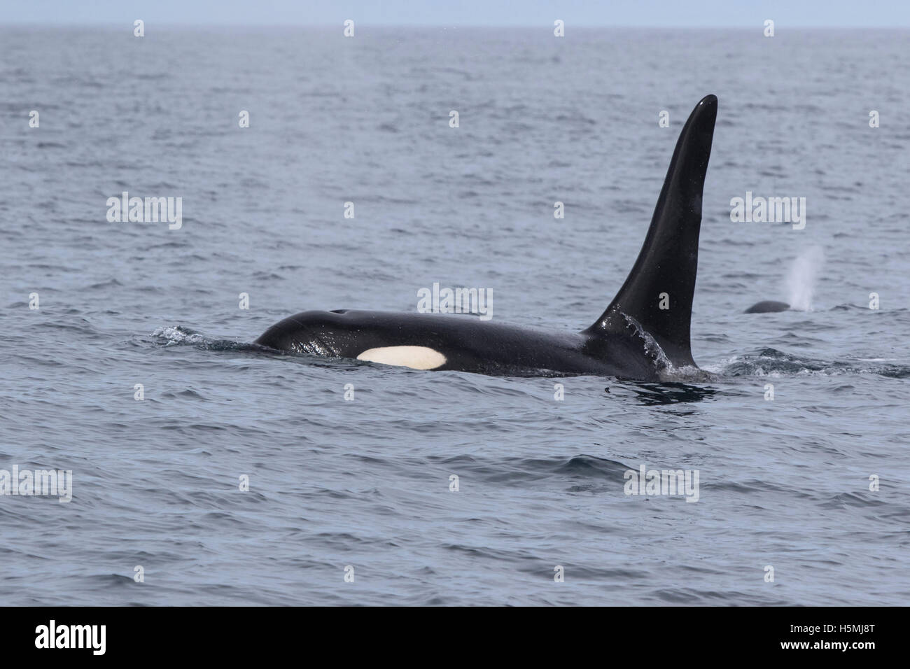 Orca mâle entre voile vagues d'un jour nuageux Banque D'Images