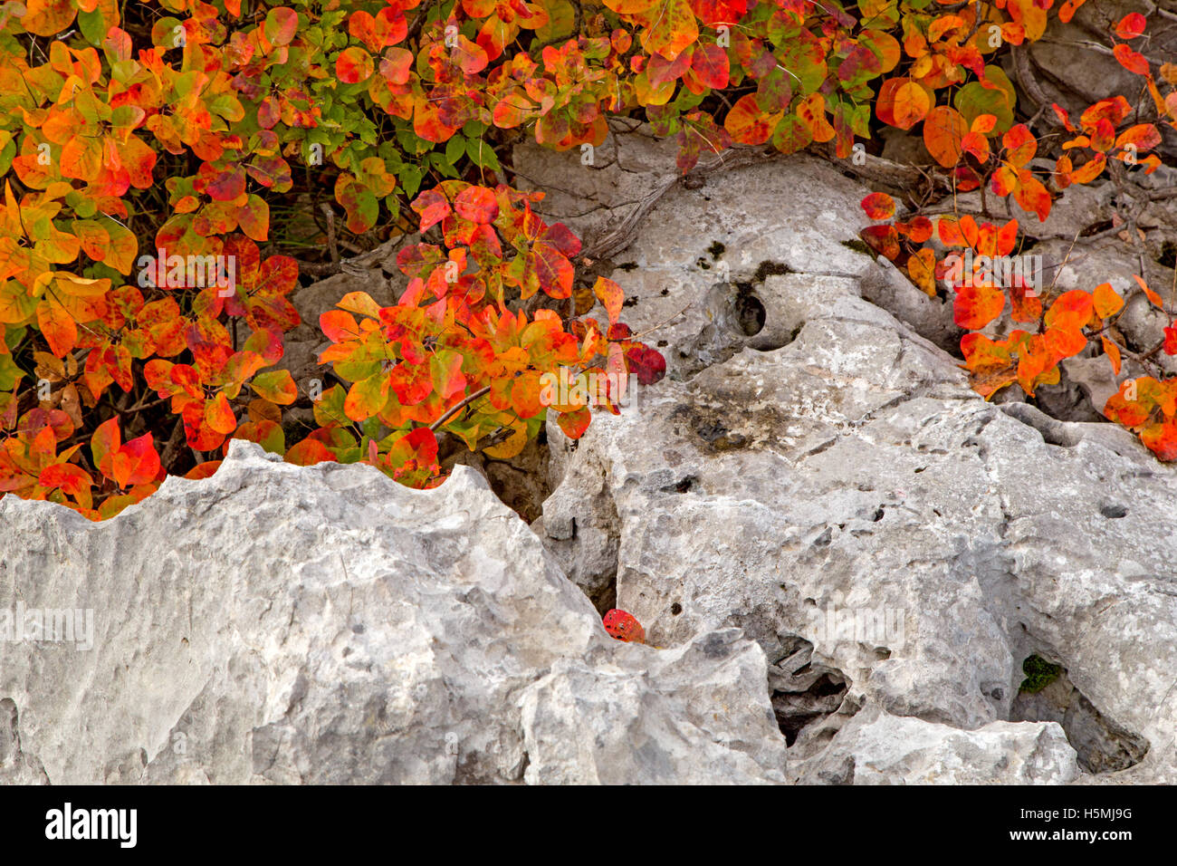 Karsian Smokebush en automne avec de belles couleurs. Cotinus ou fumer bush (Cotinus) est un genre de plantes à fleurs de la famille Anacardiaceae Banque D'Images
