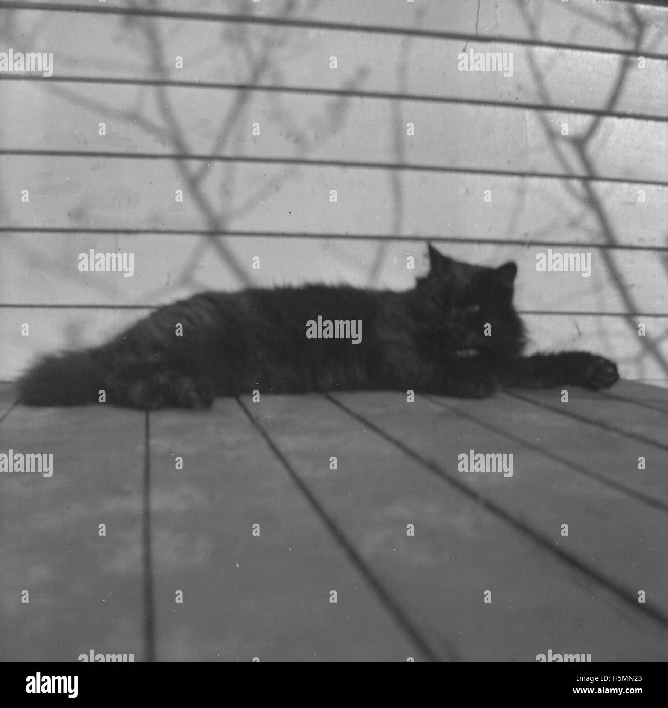 Ce titre fait référence aux dernières photographies de Black Beauty, le célèbre cheval de la période 1899. Black Beauty est un personnage bien connu du roman d'Anna Sewell, symbolisant le traitement des chevaux dans la société victorienne. Banque D'Images