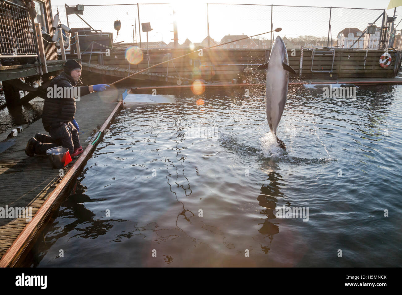 Le marsouin commun (Phocoena phocoena) à la station de recherche à Kerteminde, Danemark. Ces cousins des dauphins sont très rares dans la région de la mer Baltique Banque D'Images