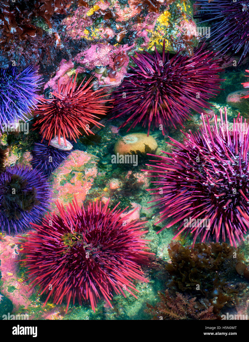 L'oursin violet et rouge à l'extrême moins courant. Yaquina Head zone naturelle exceptionnelle, de l'Oregon Banque D'Images
