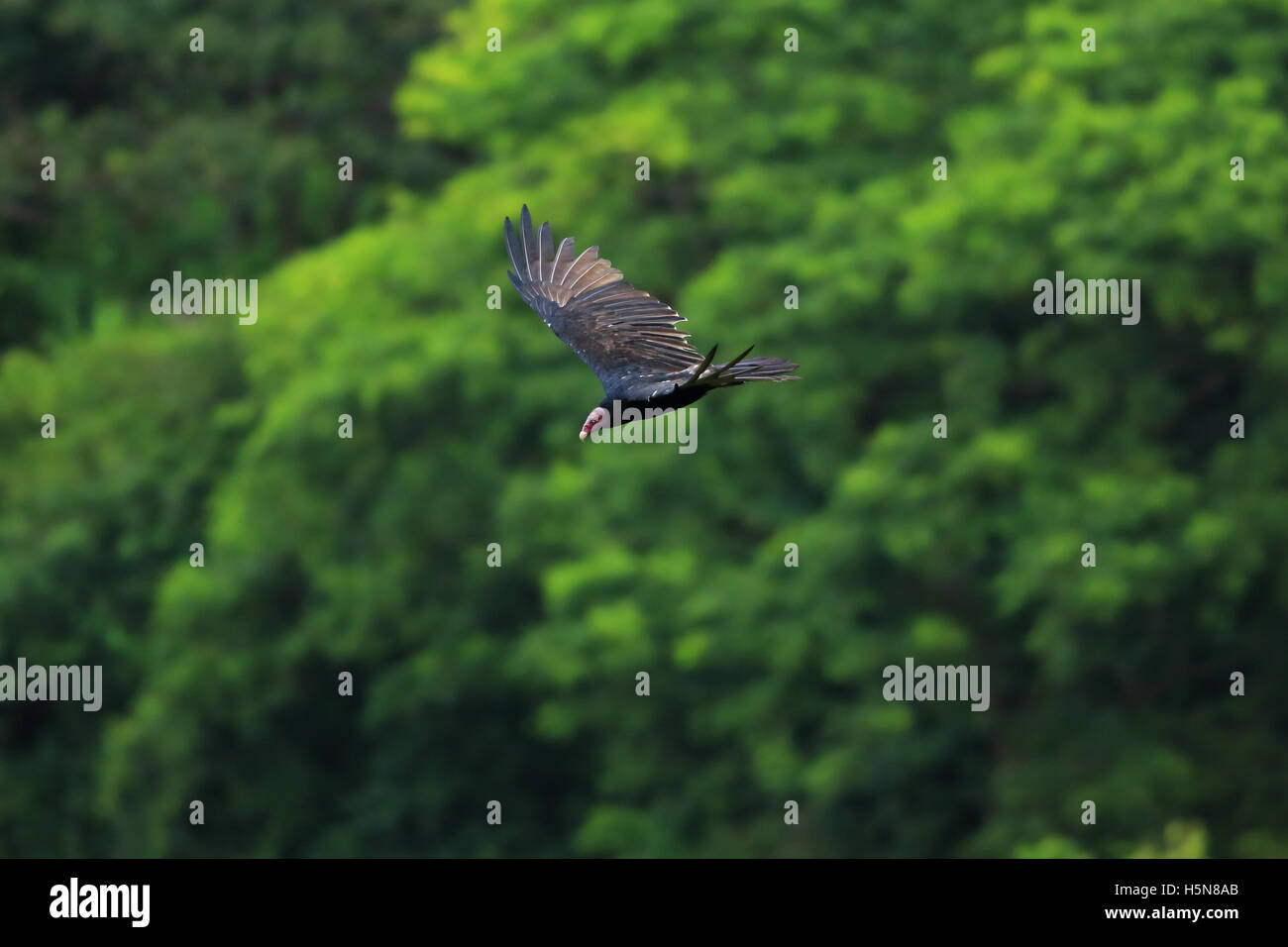 Urubu à tête rouge (Cathartes aura) volant au-dessus de la canopée de la forêt tropicale dans le Parc National de Tortuguero, Costa Rica. Banque D'Images