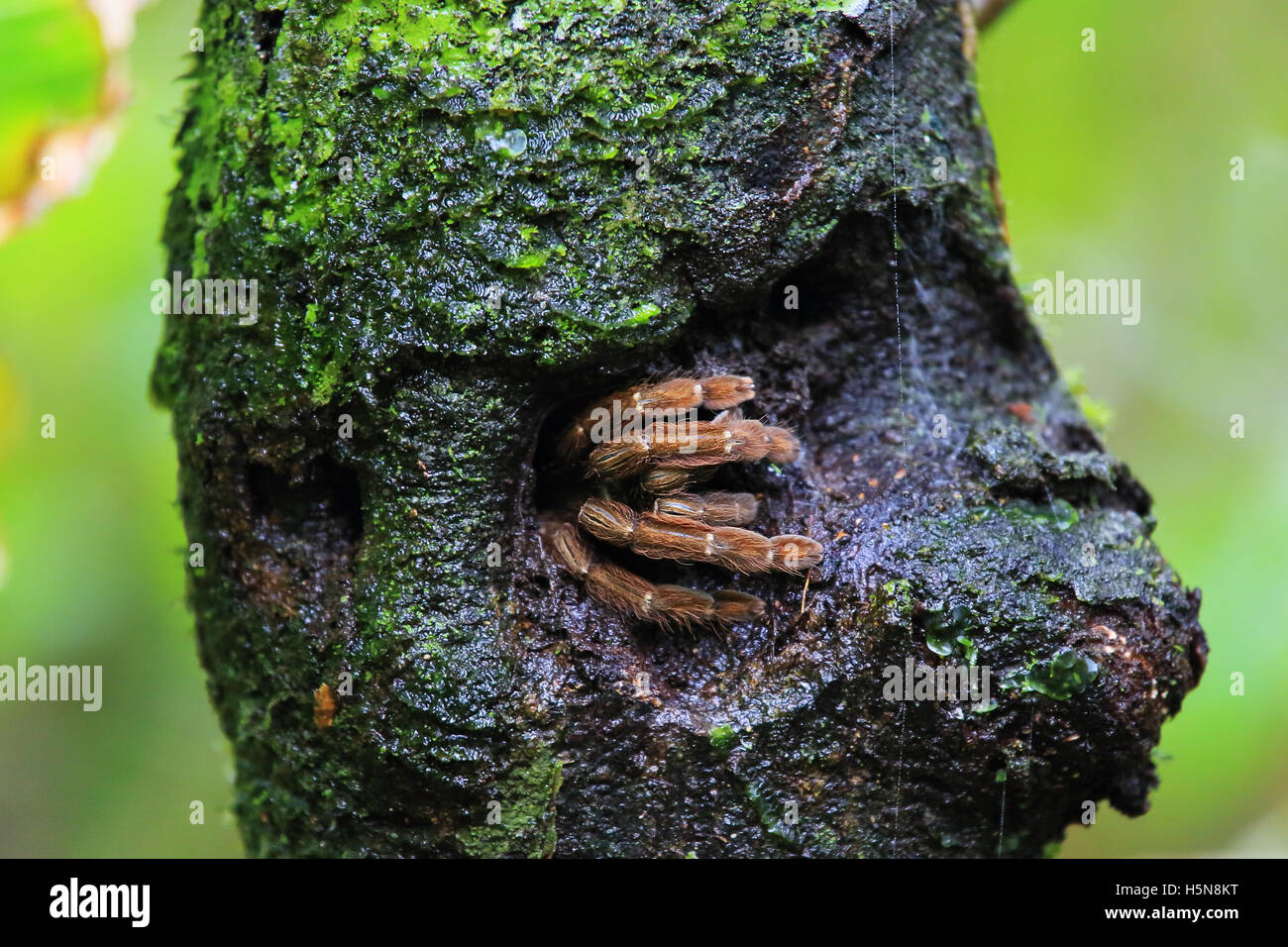 Tarantula se cacher dans le trou du tronc de l'arbre. Forêt tropicale, Parc National de Tortuguero, Costa Rica. Banque D'Images