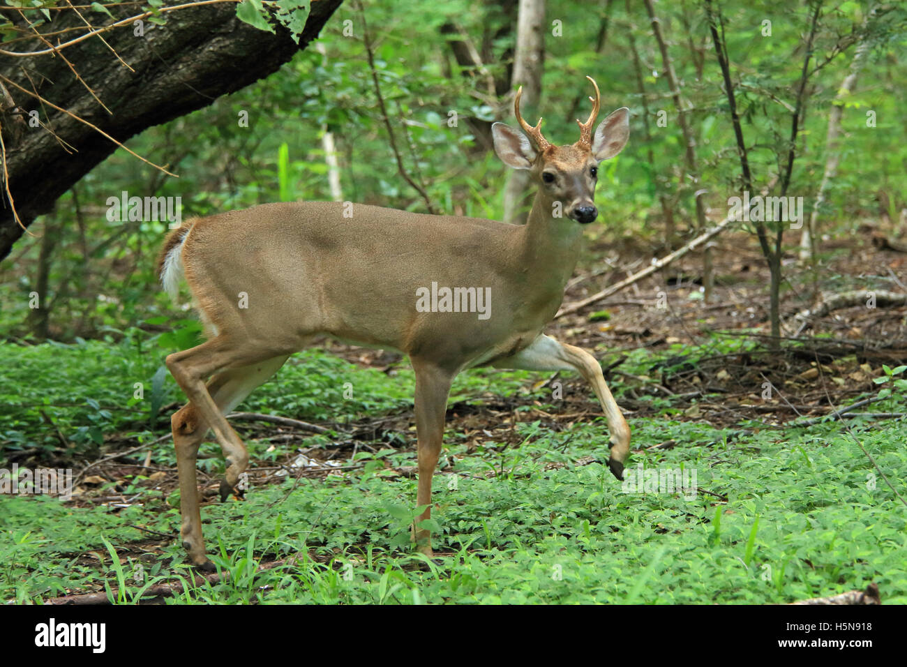 Homme le cerf de Virginie (Odocoileus virginianus) sur alerte. La forêt sèche tropicale, Parc National Santa Rosa, Guanacaste, Costa Rica. Banque D'Images