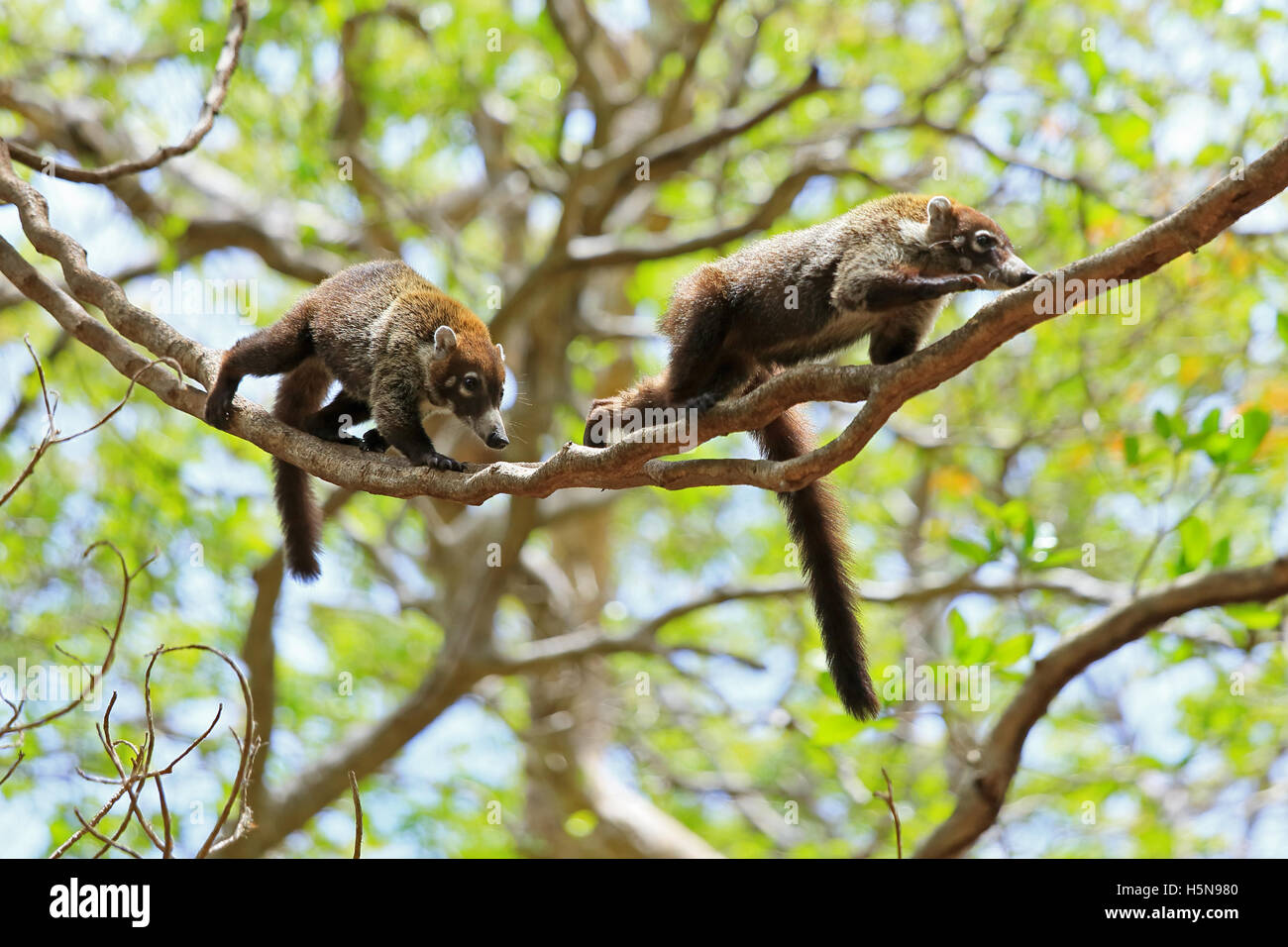 Les coatis à nez blanc (Nasua narica). La forêt sèche tropicale, Parc National Palo Verde, Guanacaste, Costa Rica. Banque D'Images