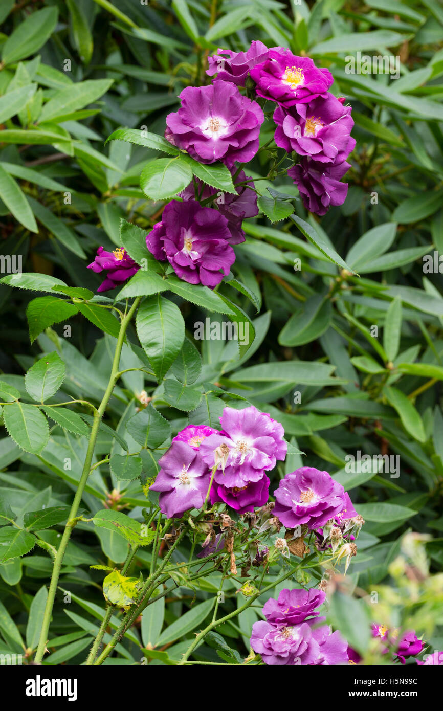 Slatey bleu-violet de la semi-doubles très parfumées rose arbuste, Rosa 'Rhapsody in Blue' Banque D'Images