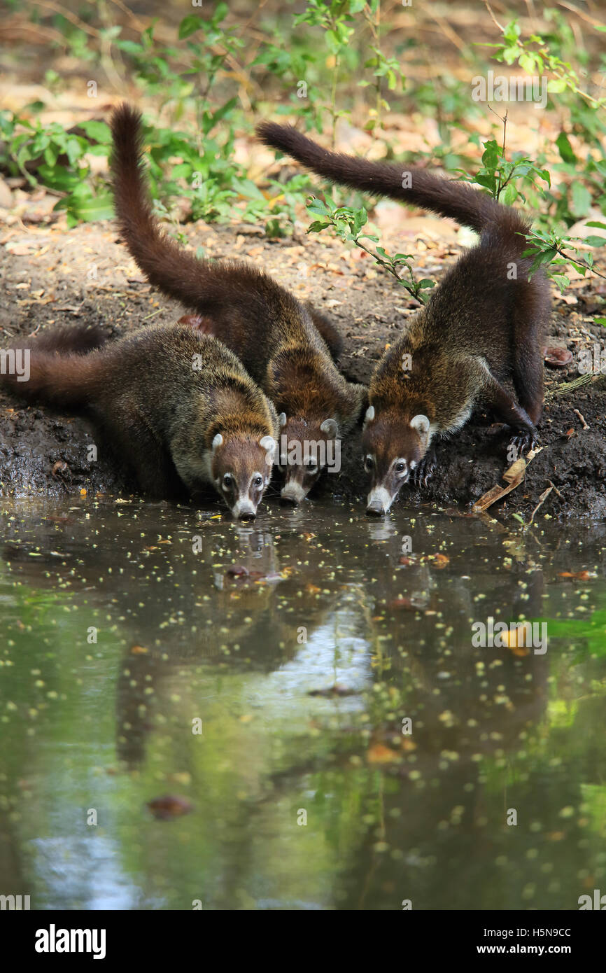 Groupe des coatis à nez blanc (Nasua narica) boire à un étang. La forêt sèche tropicale, Parc National Palo Verde, Costa Rica Banque D'Images