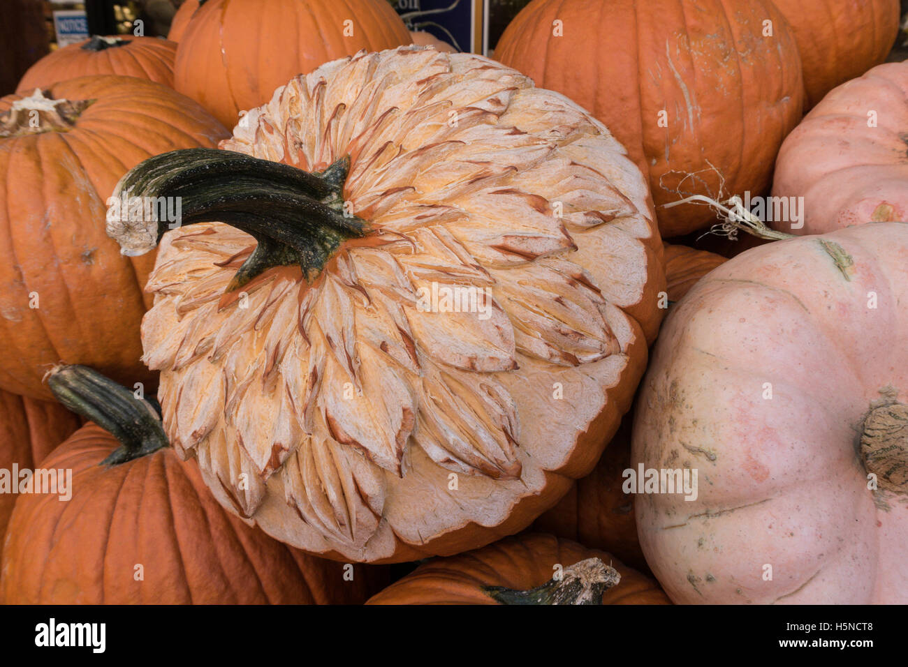 Cinderella Heirloom Pumpkins Banque D'Images