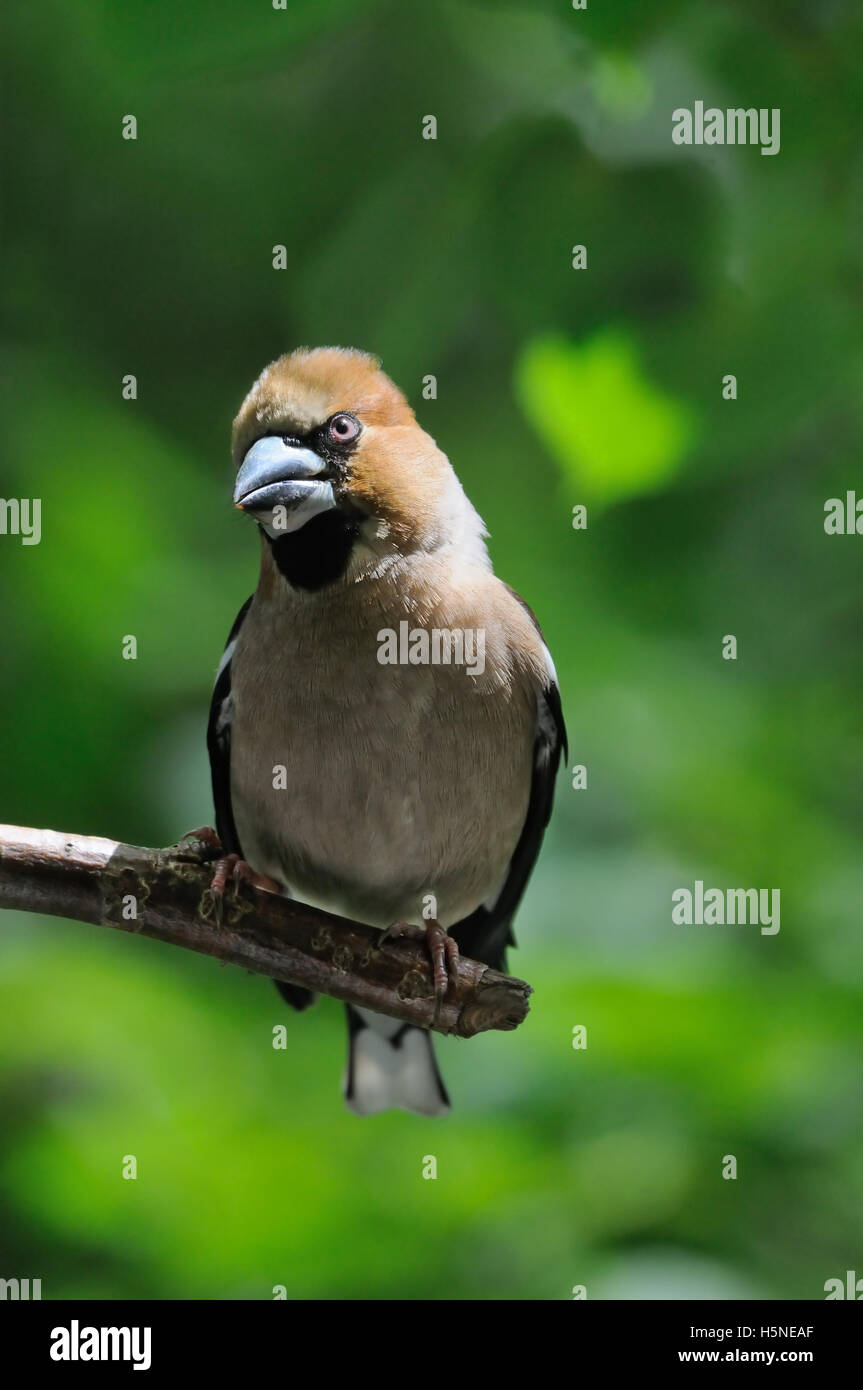 (Coccothraustes coccothraustes Hawfinch percheurs) à l'arbre. La région de Moscou, Russie Banque D'Images