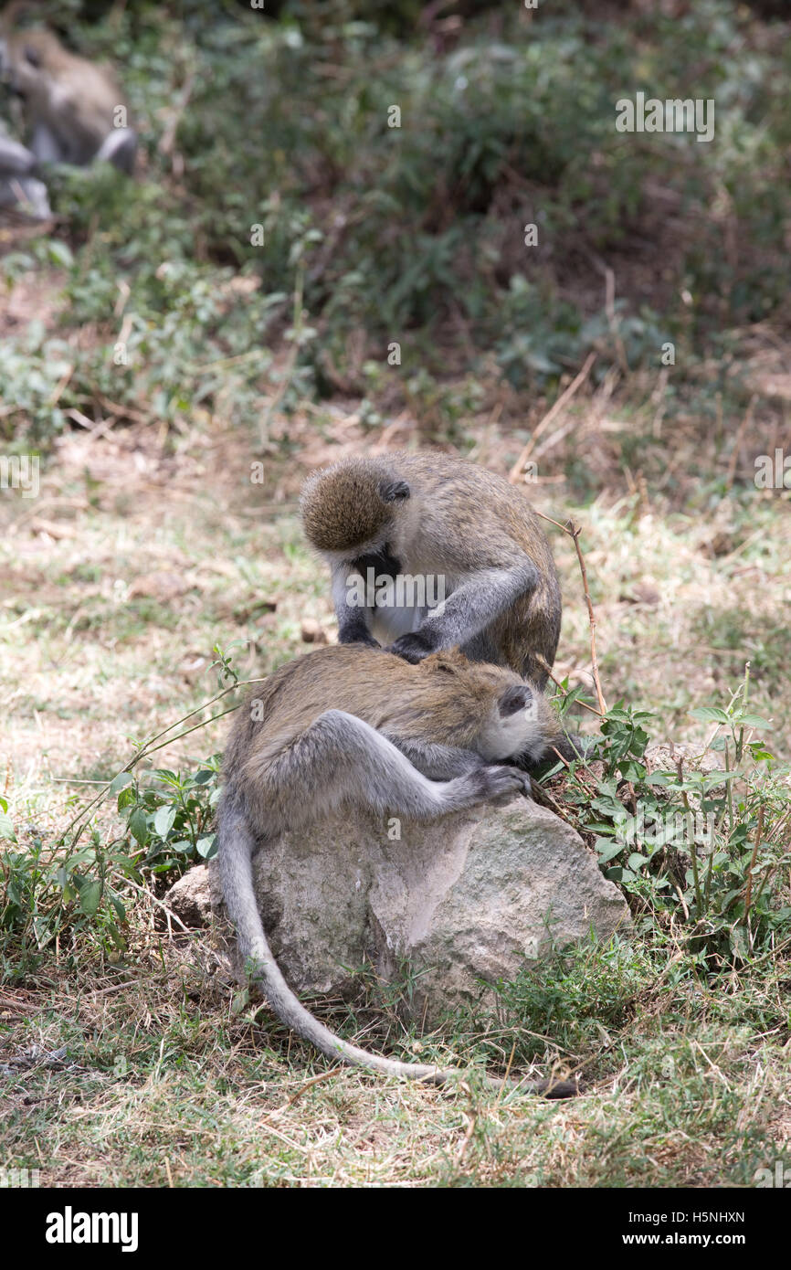Les singes vervet à face noire le toilettage Le lac Naivasha au Kenya Banque D'Images