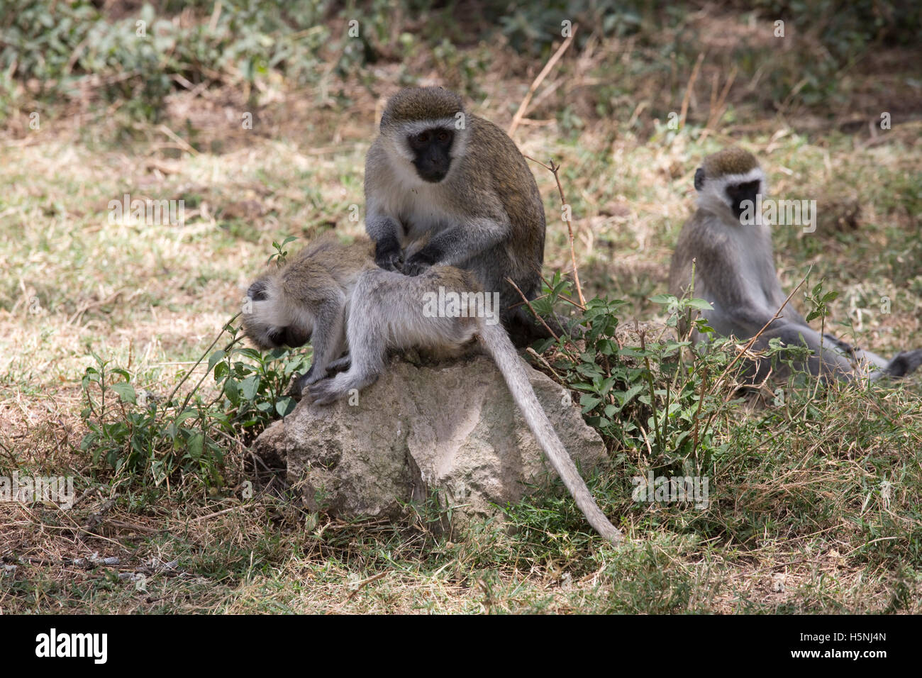 Les singes vervet à face noire le toilettage Le lac Naivasha au Kenya Banque D'Images