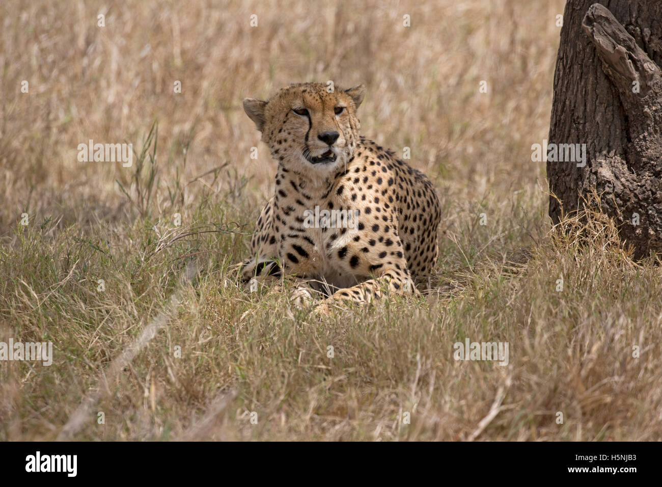 Guépard solitaire se reposant à l'ombre des arbres dans le Masai Mara au Kenya Banque D'Images