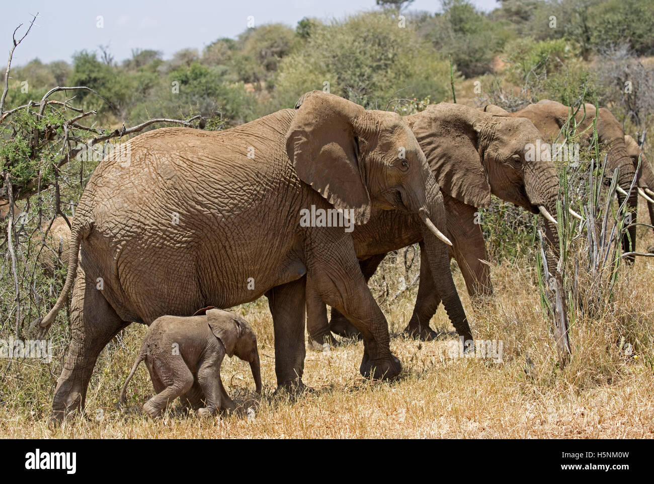L'éléphant d'Afrique avec jeune veau du plateau de Laikipia au Kenya des prairies Banque D'Images